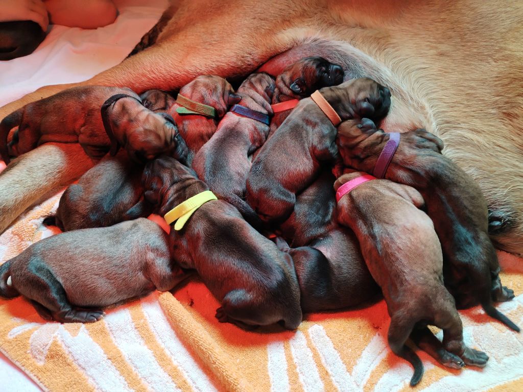 Chiot Mastiff De La Garde Des Ombres