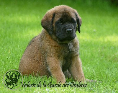 Valoris