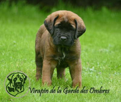 Virapin