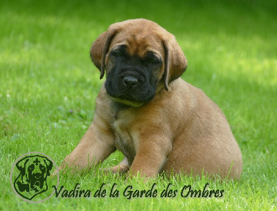 Vadira