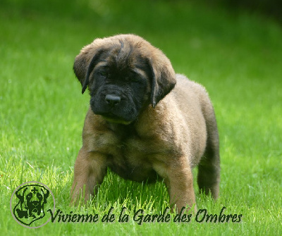 Vivienne