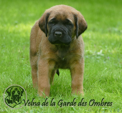 Velna