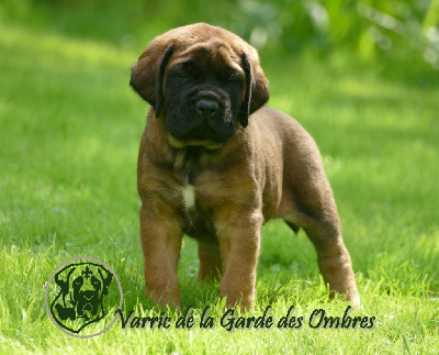 Varric